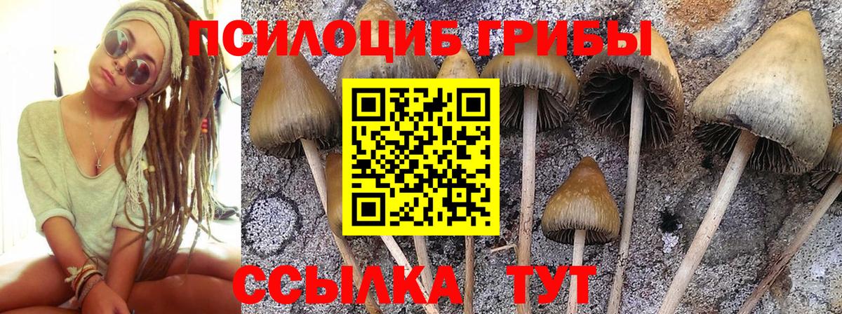 Псилоцибиновые грибы Psilocybe Брянск